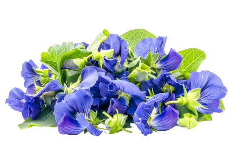 Fresh picked Butterfly Blue Pea Flowers in a pile on white background.